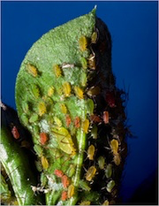 A. pisum aphids on fava bean leaf